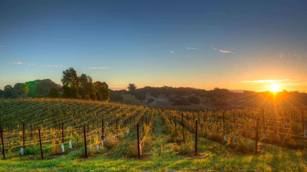 Napa vineyard