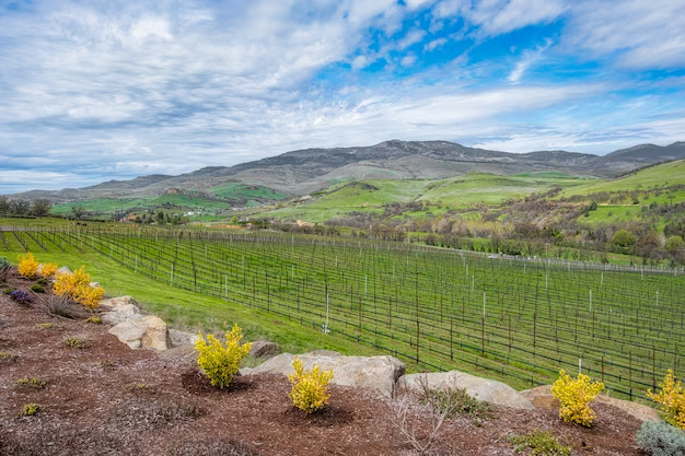 How to Plan a Napa Wine Country Trip on Any Budget